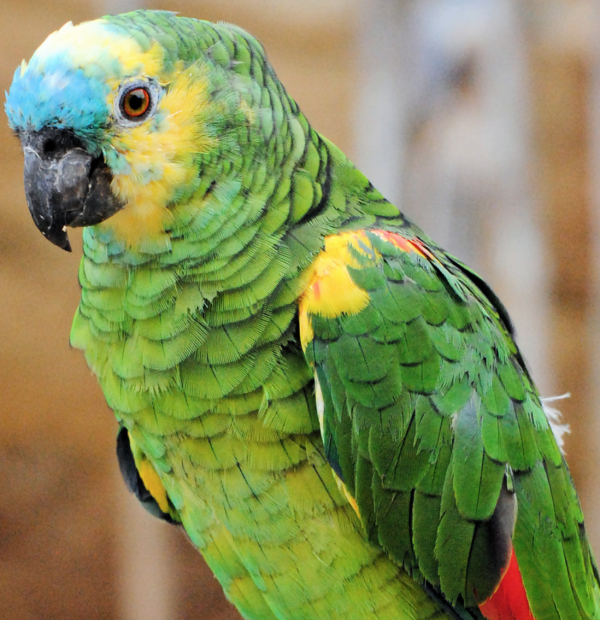 reba-turquoise-blue-fronted-amazon-talking-parrots