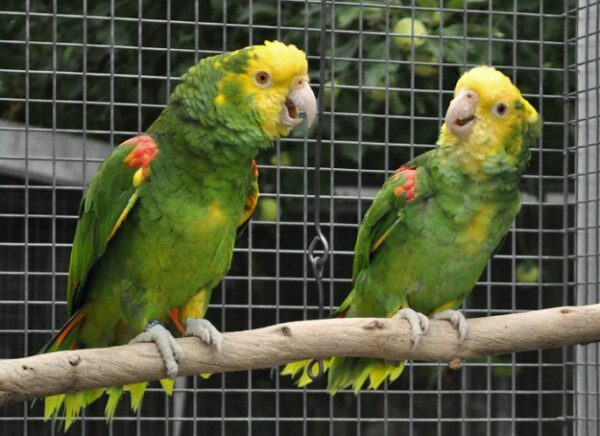 yellow neck amazon parrots