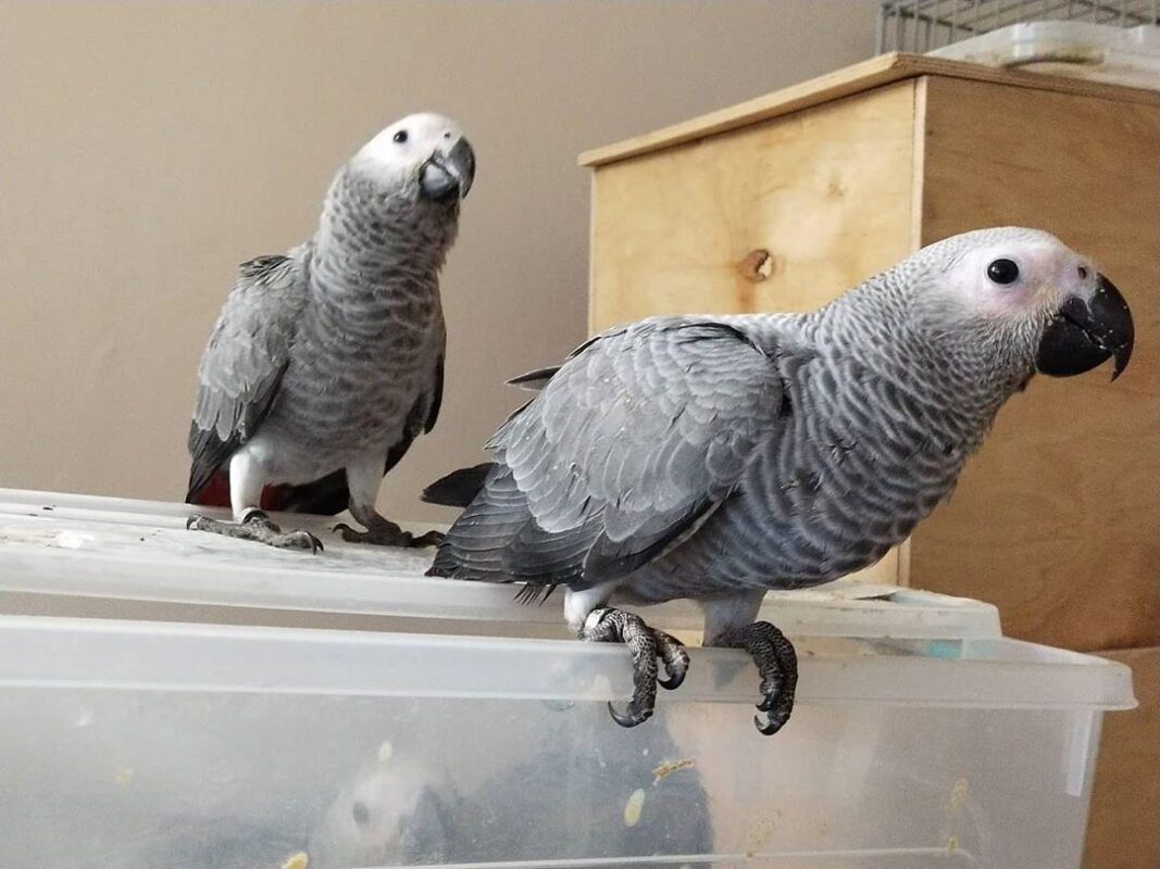 1 Pair African Gray Parrots for Sale