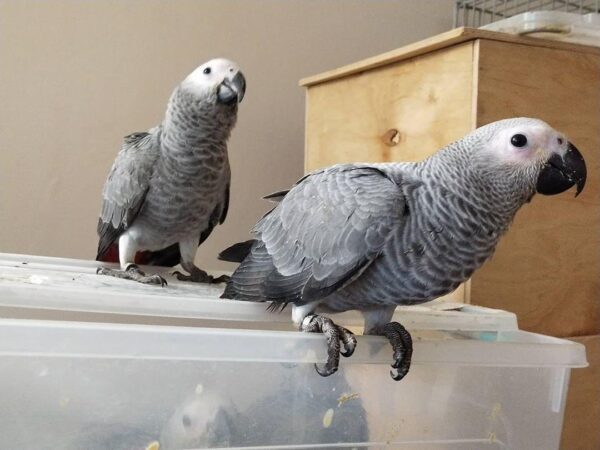 african gray parrots for sale