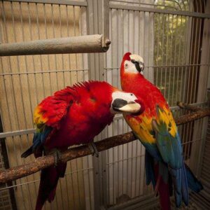 Scarlet Macaws for Sale