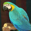 blue yellow macaw for sale