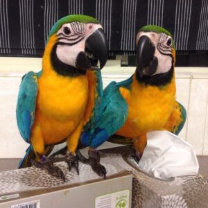 Blue and Gold macaw parrots for sale