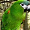 hahns macaw for sale