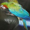 Harlequin Macaw for sale