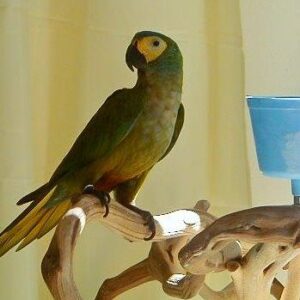 Red Bellied Macaw bird for sale
