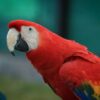 macaw for sale near me