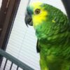 Blue fronted Amazon Parrot For Sale