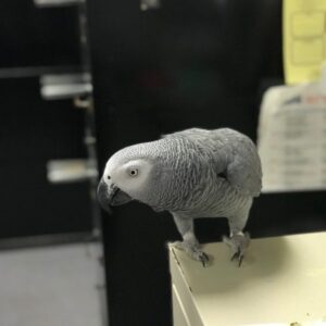 Congo African Grey Parrot for sale