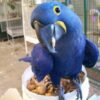 Hythian Macaw for Sale