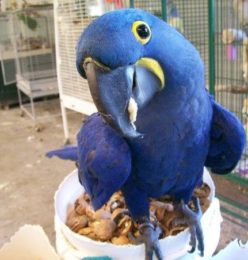 Hythian Macaw for Sale