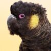 Black Cockatoo for Sale