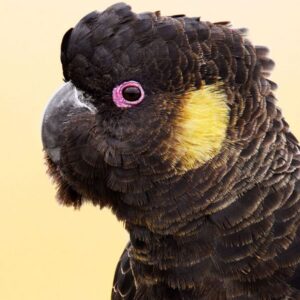 Black Cockatoo for Sale