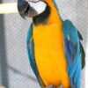 Blue And Gold Macaw for sale