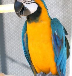 Blue And Gold Macaw for sale