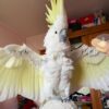 Sulfur Crested Cockatoo for Sale