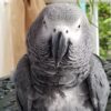 African Gray for Sale