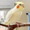 Cockatiel Bird for Sale