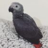 African Grey parrot baby