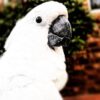 Cockatoo parrots for sale