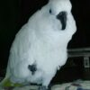 White Cockatoo For Sale