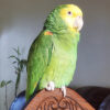 Yellow heeded amazon parrot