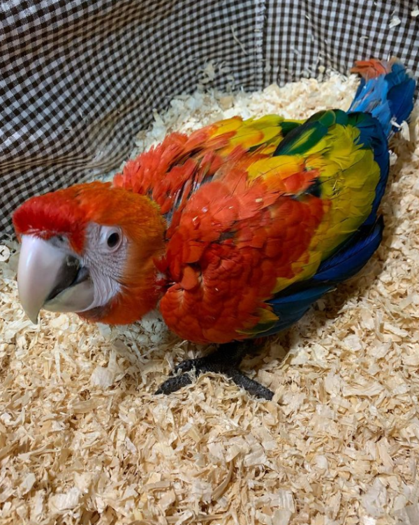 Scarlet macaw for sale near me
