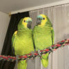 Blue Franted Amazon parrots pair