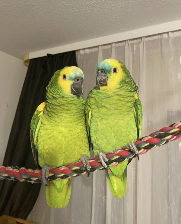 Blue Franted Amazon parrots pair