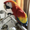 Scarlet macaw for sale