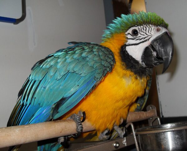 Blue and gold macaw for sale