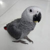 Baby African grey for sale