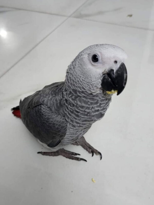 Baby African grey for sale