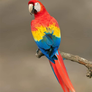 rainbow macaw for sale