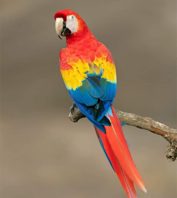 rainbow macaw for sale