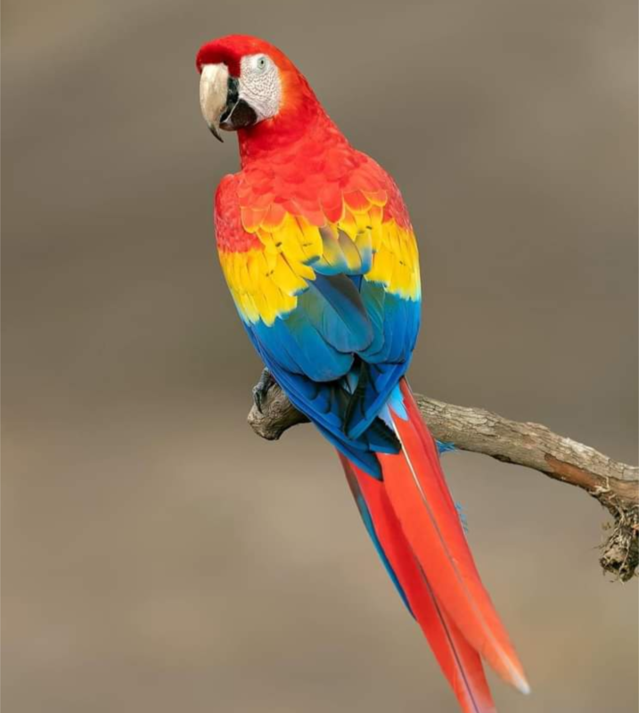 Rainbow Macaw for Sale | Parrot Name: Mickey - Rainbow Macaw Statue