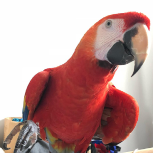 red macaw for sale