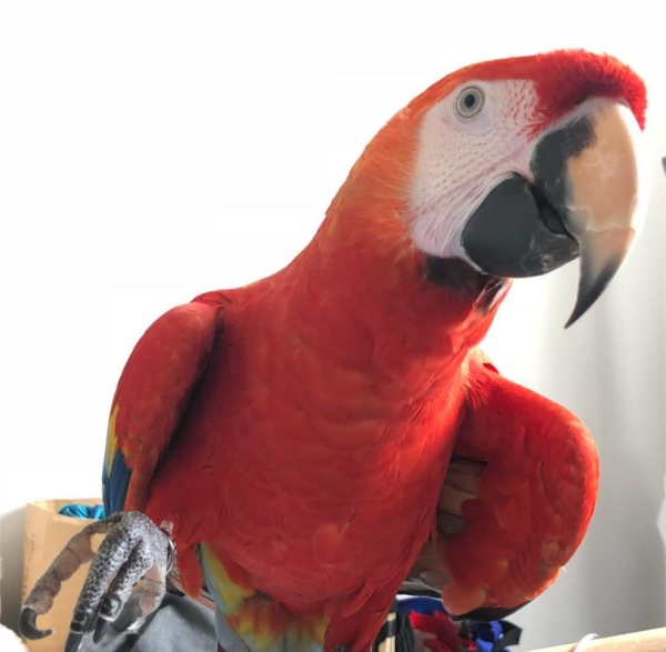 red macaw for sale