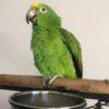 Yellow Fronted Amazon Parrot for Sale