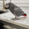 grey african parrot for sale