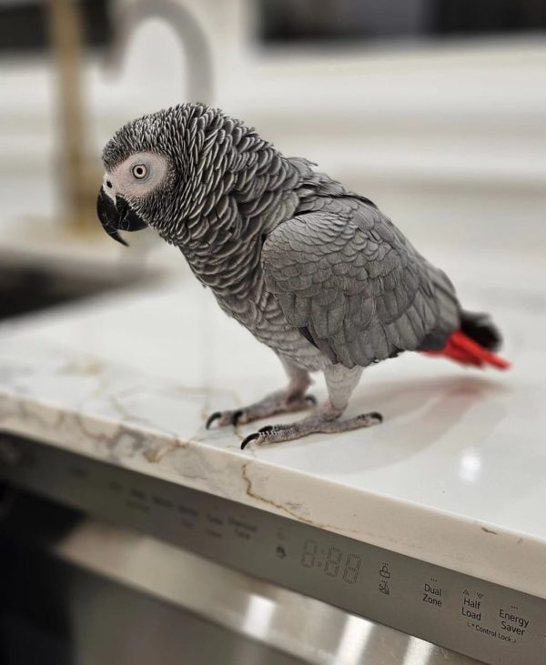 grey african parrot for sale