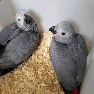 african grey babies for sale