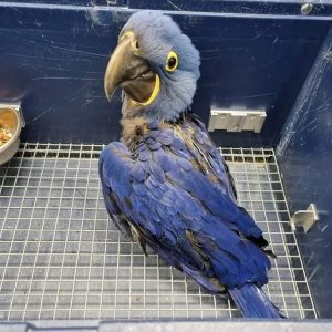 Baby Hyacinth Macaw Bird for Sale