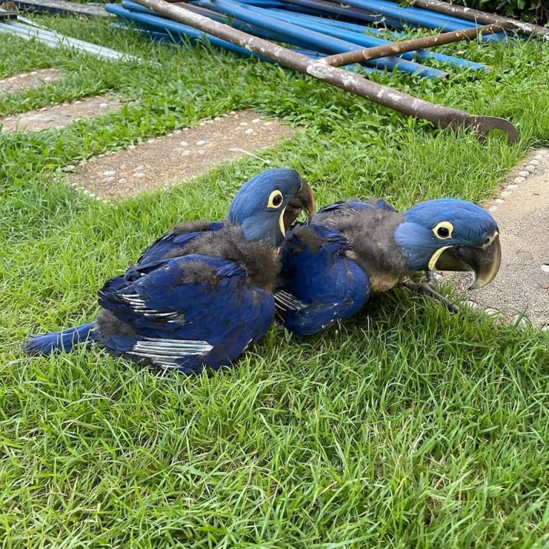 1 Pair of Baby Hyacinth Macaw Parrots for Sale