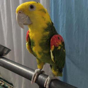 Mia - Magna Double Yellow Head Amazon